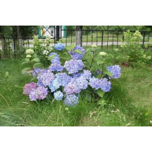Гортензія широколиста Ендлес Саммер / Блум Стар | Hydrangea macrophylla Endless Summer / Bloom Star | Гортензия широколистная Ендлес Саммер / Блум Стар
