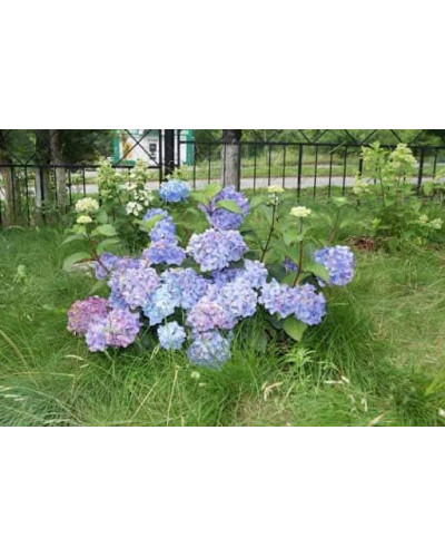 Гортензія широколиста Ендлес Саммер / Блум Стар | Hydrangea macrophylla Endless Summer / Bloom Star | Гортензия широколистная Ендлес Саммер / Блум Стар