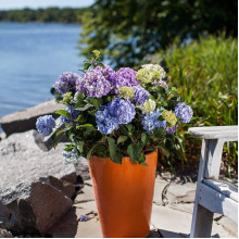 Гортензія широколиста Ендлес Саммер / Блум Стар | Hydrangea macrophylla Endless Summer / Bloom Star | Гортензия широколистная Ендлес Саммер / Блум Стар