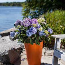 Гортензія широколиста Ендлес Саммер / Блум Стар | Hydrangea macrophylla Endless Summer / Bloom Star | Гортензия широколистная Ендлес Саммер / Блум Стар