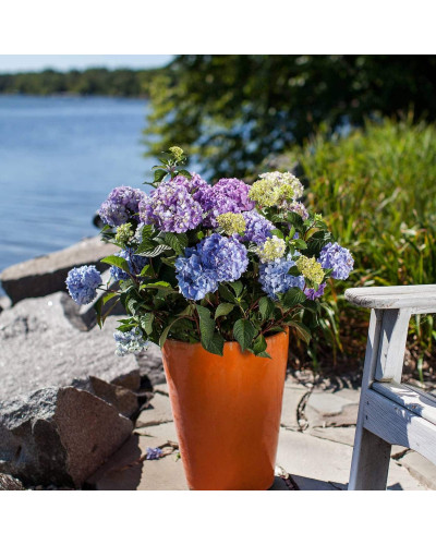 Гортензія широколиста Ендлес Саммер / Блум Стар | Hydrangea macrophylla Endless Summer / Bloom Star | Гортензия широколистная Ендлес Саммер / Блум Стар