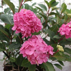 Гортензія широколиста Ендлес Саммер / Блум Стар | Hydrangea macrophylla Endless Summer / Bloom Star | Гортензия широколистная Ендлес Саммер / Блум Стар