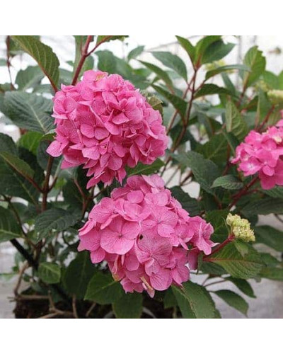 Гортензія широколиста Ендлес Саммер / Блум Стар | Hydrangea macrophylla Endless Summer / Bloom Star | Гортензия широколистная Ендлес Саммер / Блум Стар