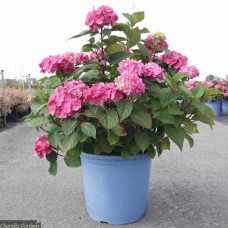 Гортензія широколиста Ендлес Саммер / Блум Стар | Hydrangea macrophylla Endless Summer / Bloom Star | Гортензия широколистная Ендлес Саммер / Блум Стар