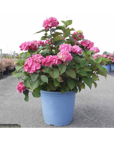Гортензія широколиста Ендлес Саммер / Блум Стар | Hydrangea macrophylla Endless Summer / Bloom Star | Гортензия широколистная Ендлес Саммер / Блум Стар