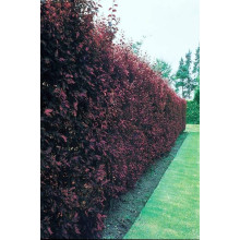 Слива цистена | Prunus cistena | Слива цистена
