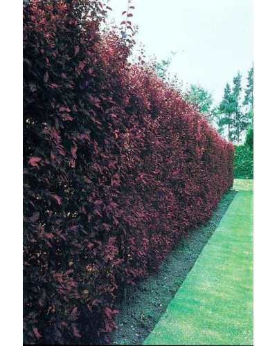 Слива цистена | Prunus cistena | Слива цистена