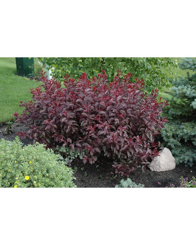 Слива цистена | Prunus cistena | Слива цистена
