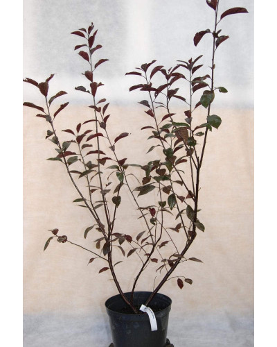 Слива цистена | Prunus cistena | Слива цистена
