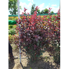 Слива цистена | Prunus cistena | Слива цистена