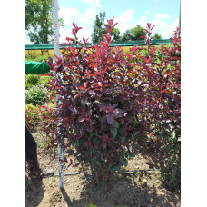 Слива цистена | Prunus cistena | Слива цистена