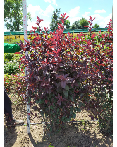 Слива цистена | Prunus cistena | Слива цистена