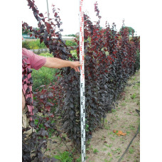Слива цистена | Prunus cistena | Слива цистена