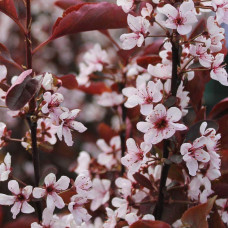 Слива цистена | Prunus cistena | Слива цистена