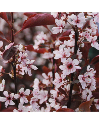 Слива цистена | Prunus cistena | Слива цистена