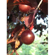 Слива цистена | Prunus cistena | Слива цистена