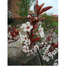 Слива цистена | Prunus cistena | Слива цистена
