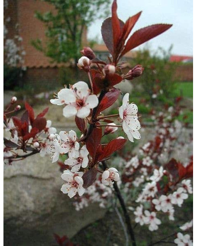 Слива цистена | Prunus cistena | Слива цистена