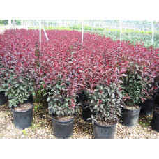 Слива цистена | Prunus cistena | Слива цистена