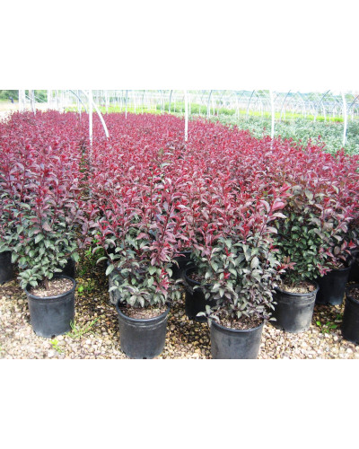 Слива цистена | Prunus cistena | Слива цистена