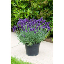 Лаванда вузьколиста Платінум Ніко | Lavandula angustifolia Platinum Niko | Лаванда узколистная Платинум Нико