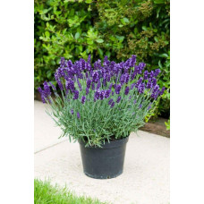 Лаванда вузьколиста Платінум Ніко | Lavandula angustifolia Platinum Niko | Лаванда узколистная Платинум Нико