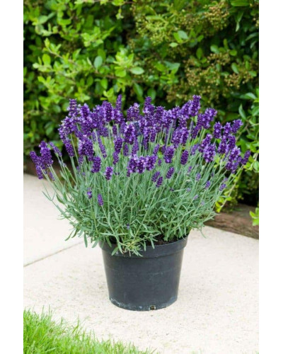 Лаванда вузьколиста Платінум Ніко | Lavandula angustifolia Platinum Niko | Лаванда узколистная Платинум Нико