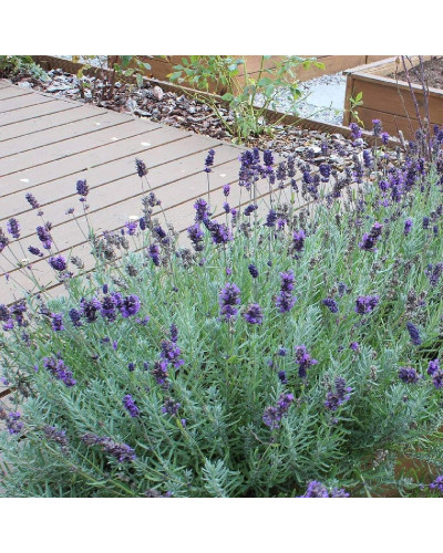 Лаванда вузьколиста Платінум Ніко | Lavandula angustifolia Platinum Niko | Лаванда узколистная Платинум Нико
