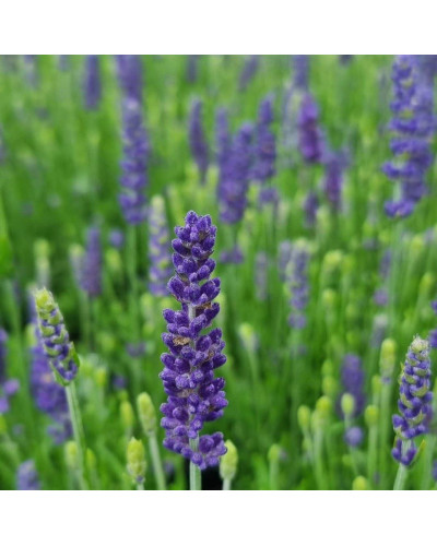 Лаванда вузьколиста Платінум Ніко | Lavandula angustifolia Platinum Niko | Лаванда узколистная Платинум Нико