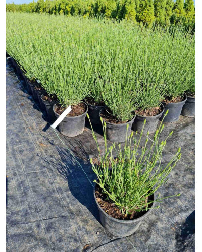 Лаванда вузьколиста Платінум Ніко | Lavandula angustifolia Platinum Niko | Лаванда узколистная Платинум Нико