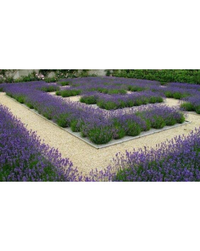 Лаванда вузьколиста Платінум Ніко | Lavandula angustifolia Platinum Niko | Лаванда узколистная Платинум Нико