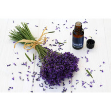 Лаванда вузьколиста Платінум Ніко | Lavandula angustifolia Platinum Niko | Лаванда узколистная Платинум Нико