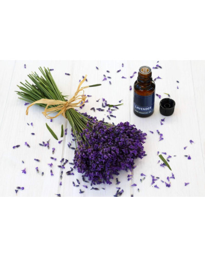 Лаванда вузьколиста Платінум Ніко | Lavandula angustifolia Platinum Niko | Лаванда узколистная Платинум Нико