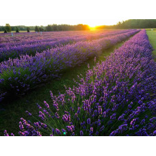 Лаванда вузьколиста Платінум Ніко | Lavandula angustifolia Platinum Niko | Лаванда узколистная Платинум Нико