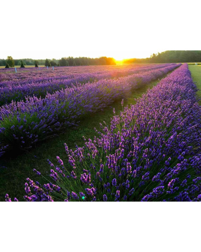 Лаванда вузьколиста Платінум Ніко | Lavandula angustifolia Platinum Niko | Лаванда узколистная Платинум Нико