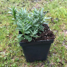 Лаванда вузьколиста Платінум Ніко | Lavandula angustifolia Platinum Niko | Лаванда узколистная Платинум Нико