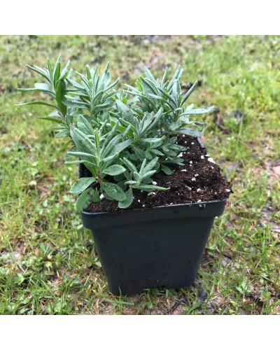 Лаванда вузьколиста Платінум Ніко | Lavandula angustifolia Platinum Niko | Лаванда узколистная Платинум Нико