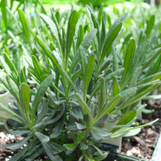 Лаванда вузьколиста Платінум Ніко | Lavandula angustifolia Platinum Niko | Лаванда узколистная Платинум Нико