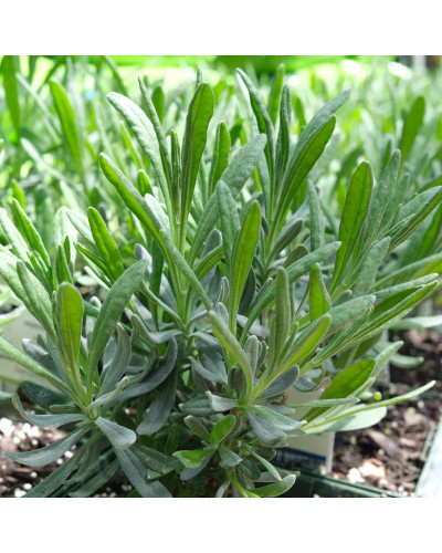 Лаванда вузьколиста Платінум Ніко | Lavandula angustifolia Platinum Niko | Лаванда узколистная Платинум Нико