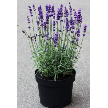Лаванда вузьколиста Платінум Ніко | Lavandula angustifolia Platinum Niko | Лаванда узколистная Платинум Нико