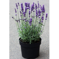 Лаванда вузьколиста Платінум Ніко | Lavandula angustifolia Platinum Niko | Лаванда узколистная Платинум Нико