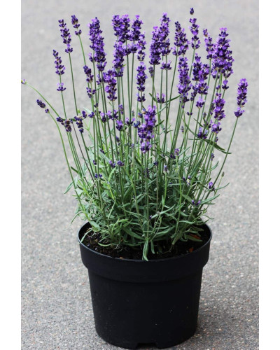 Лаванда вузьколиста Платінум Ніко | Lavandula angustifolia Platinum Niko | Лаванда узколистная Платинум Нико
