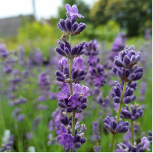 Лаванда вузьколиста Платінум Ніко | Lavandula angustifolia Platinum Niko | Лаванда узколистная Платинум Нико