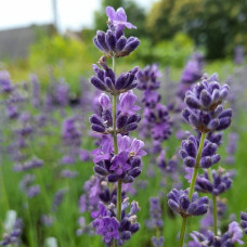 Лаванда вузьколиста Платінум Ніко | Lavandula angustifolia Platinum Niko | Лаванда узколистная Платинум Нико