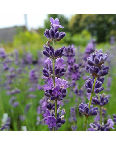 Лаванда вузьколиста Платінум Ніко | Lavandula angustifolia Platinum Niko | Лаванда узколистная Платинум Нико