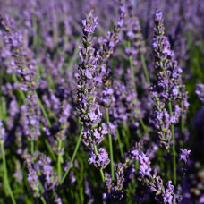 Лаванда вузьколиста Платінум Ніко | Lavandula angustifolia Platinum Niko | Лаванда узколистная Платинум Нико