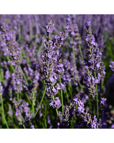 Лаванда вузьколиста Платінум Ніко | Lavandula angustifolia Platinum Niko | Лаванда узколистная Платинум Нико