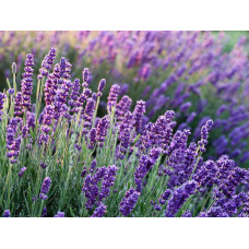 Лаванда вузьколиста Платінум Ніко | Lavandula angustifolia Platinum Niko | Лаванда узколистная Платинум Нико