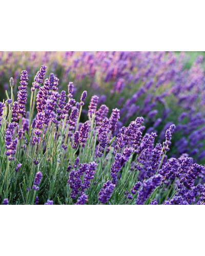 Лаванда вузьколиста Платінум Ніко | Lavandula angustifolia Platinum Niko | Лаванда узколистная Платинум Нико