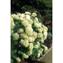 Гортензія деревовидна Грандіфлора | Hydrangea arborescens Grandiflora | Гортензия древовидная Грандифлора
